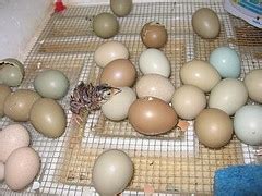 pheasant eggs for hatching.